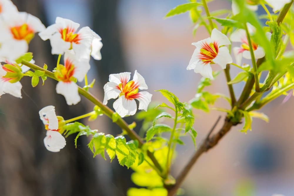 ������������ģ�����о��޲�����