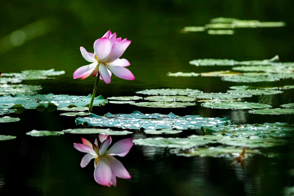 �����ֻ��е����ֿ�