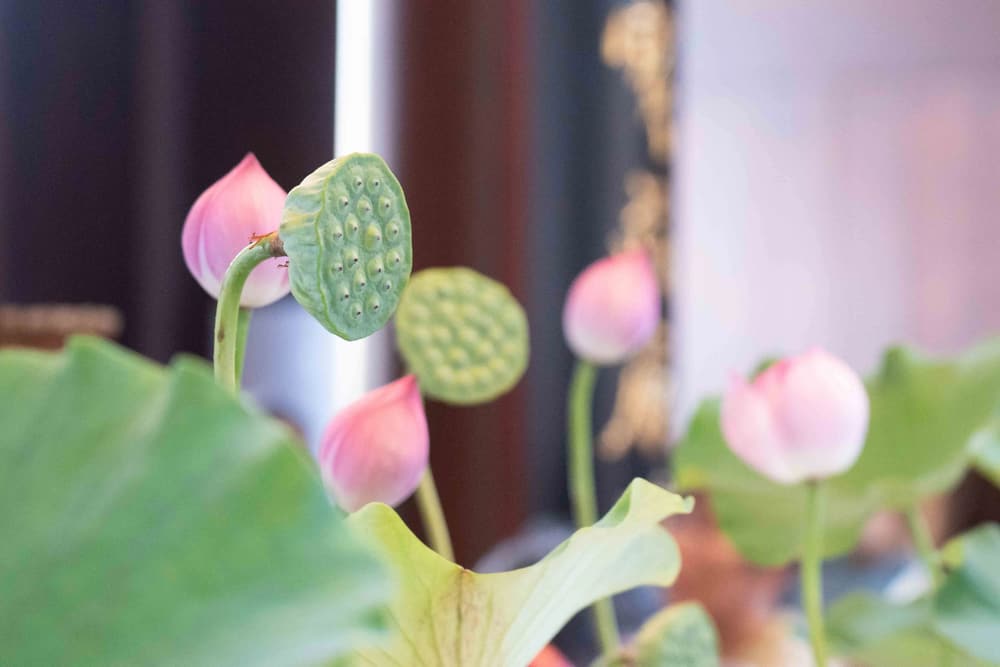 ���������������ò