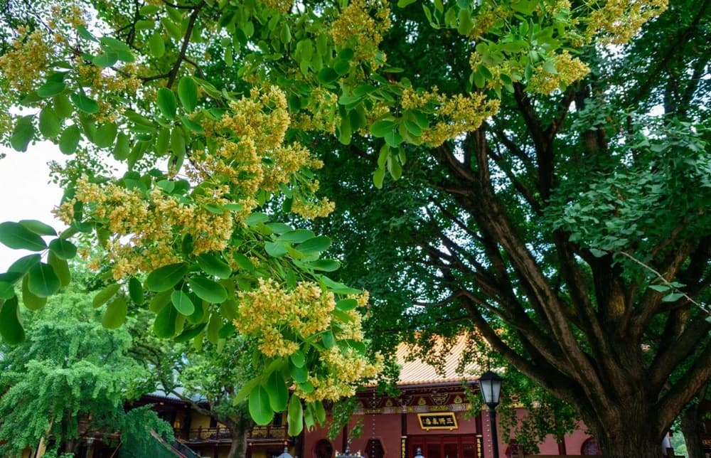 �����������ǻ�