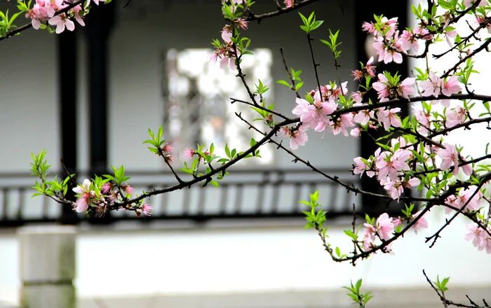 ��Ӧ��������ӦڤӦ���ֲ��